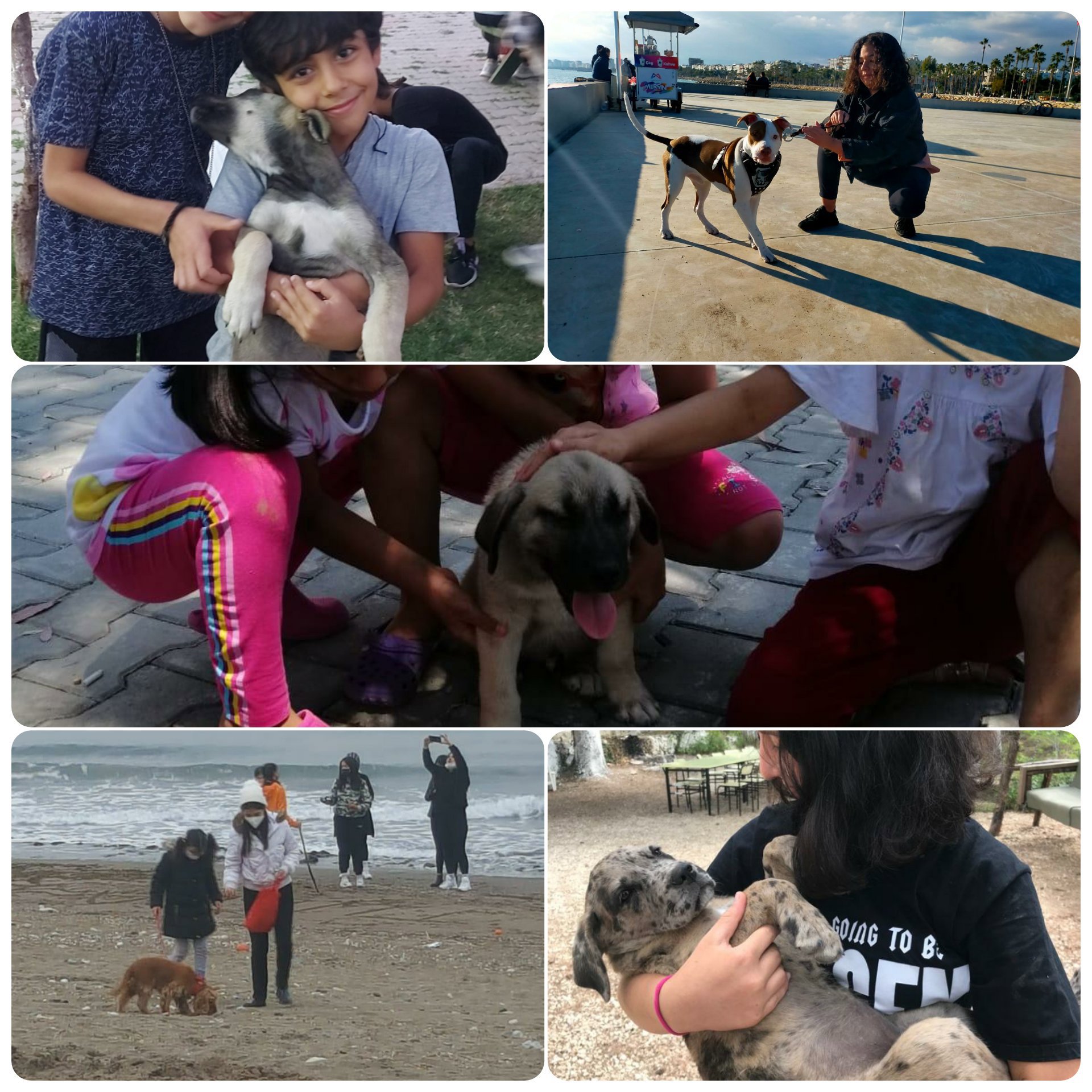 Onlar hepimize emanet. 4 Ekim Hayvanları Koruma Günü Hayatı paylaştığımız can dostlarımız.🐈🐕 - fotoğraf 1
