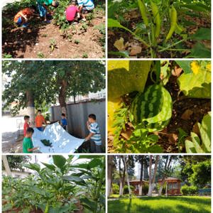 Çocuklarımızın, hobi bahçelerinde doğa ve yeşille buluşması sonucu ortaya çıkan   ekolojik tarım ürünleri mutfakta yerini aldı.🍅🌶️🥒🥬🫑🥕🫛 - fotoğraf 1