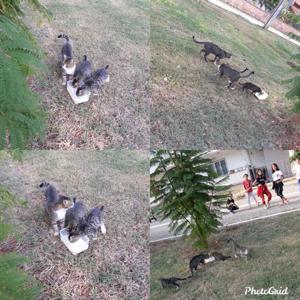Cocuk Evleri Koordinasyon Merkezi Mudurlugu'nden Hayvanlari Koruma Gunu'nde Anlamli Etkinlik - fotoğraf 10
