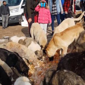 Gönüllülerden Sokak Hayvanlarını Isıtan Etkinlik - fotoğraf 3