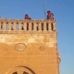 Çocuk Evleri Sitesinde Kalan Çocuklar Diyarbakır ve Mardin'i Gezdi - fotoğraf 5