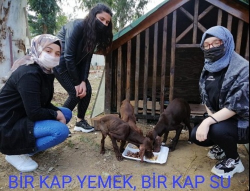 4 Nisan Dünya Sokak Hayvanları Günü