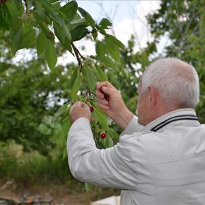 Huzurevi Sakinleri Kiraz Hasadında Buluştu - fotoğraf 3