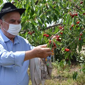 Huzurevi Sakinleri Kiraz Hasadında Buluştu - fotoğraf 4