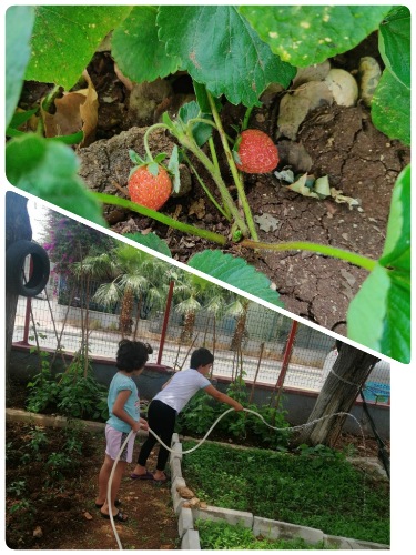 Mersin ÇES Bahçesinde Çocuklarımızın Oluşturduğu Hobi Bahçesi İlk Ürünlerini Verdi