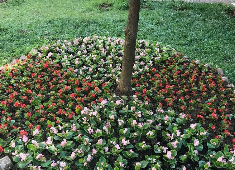 Bahçemiz Çiçeklendi