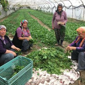 15 Ekim Dünya Kadın Çiftçiler Günü’nde Üretime Katkı Sunan Kadınlarımız Ziyaret Edildi. - fotoğraf 3